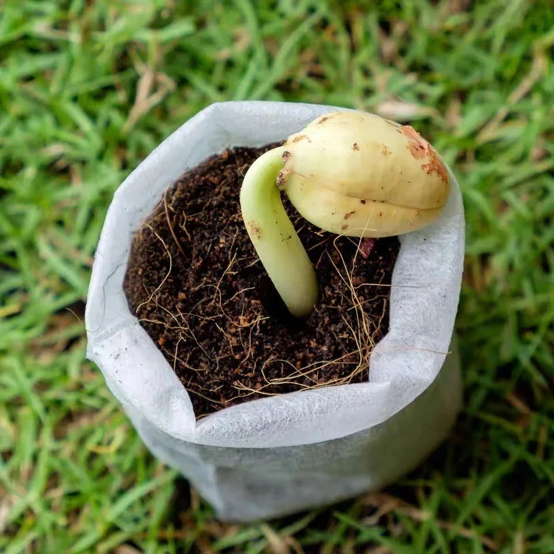 100-500Pcs Fabric Seedling Pots Biodegradable Grow Bags for Indoor and Outdoor Planting Cultivation Pouches for Home Garden Tool